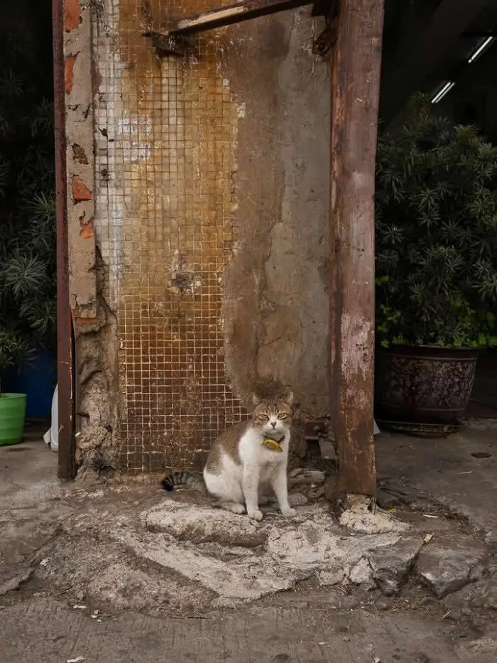 A white-and-brown street cat wearing a yellow collar sitting on a worn stone doorstep beneath an old, weathered doorway, with potted greenery visible nearby.