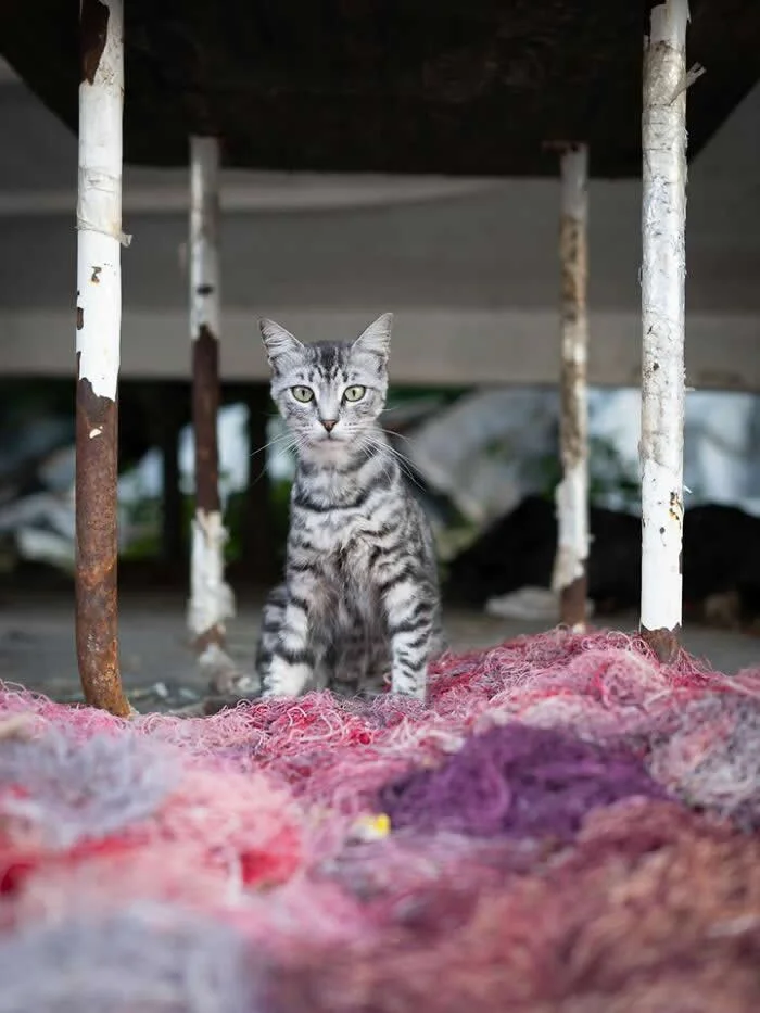 A silver-grey tabby street cat sitting upright among colorful piles of yarn beneath a raised wooden platform supported by weathered white metal poles.