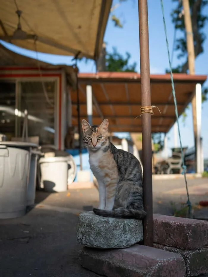 A brown and grey tabby street cat sitting on a square stone block beside a metal pole outside a small roadside shop, with plastic containers and an awning in the background.