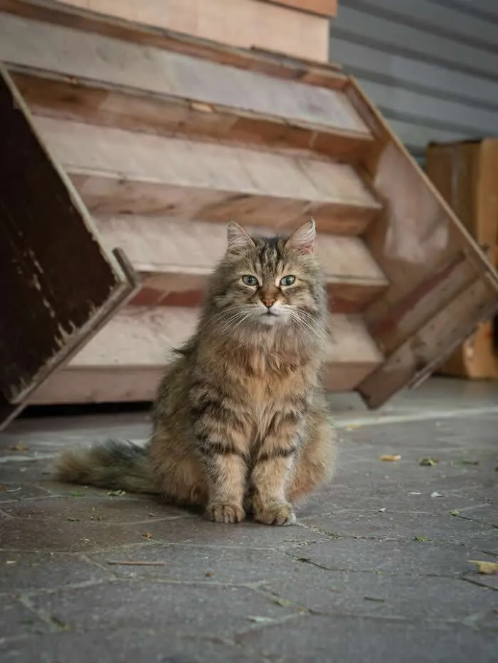 A fluffy brown and grey long-haired tabby cat sitting on a stone-paved sidewalk in front of a weathered wooden display stand, looking directly at the camera.