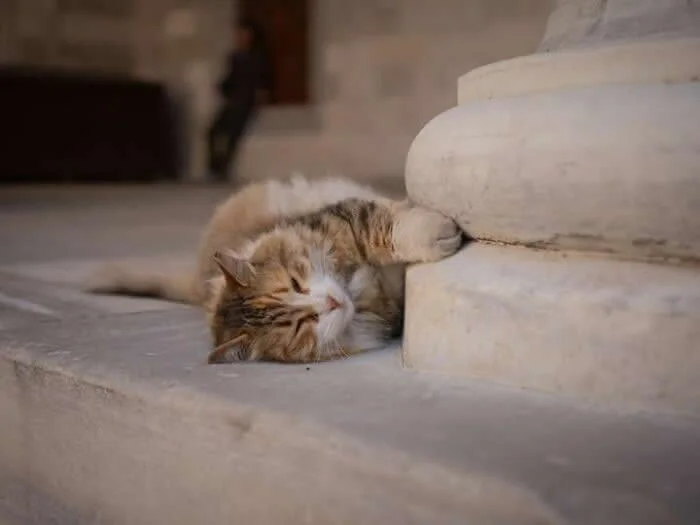A fluffy ginger, white, and grey street cat sleeping on its side against the base of a pale stone pillar, with one paw resting on the curved surface.