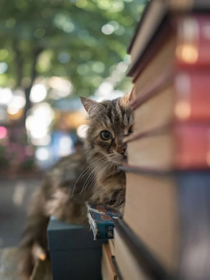 A fluffy brown and grey tabby street cat peeking around the edge of a wooden shop display, with one greenish eye clearly visible and its body resting on a narrow ledge.