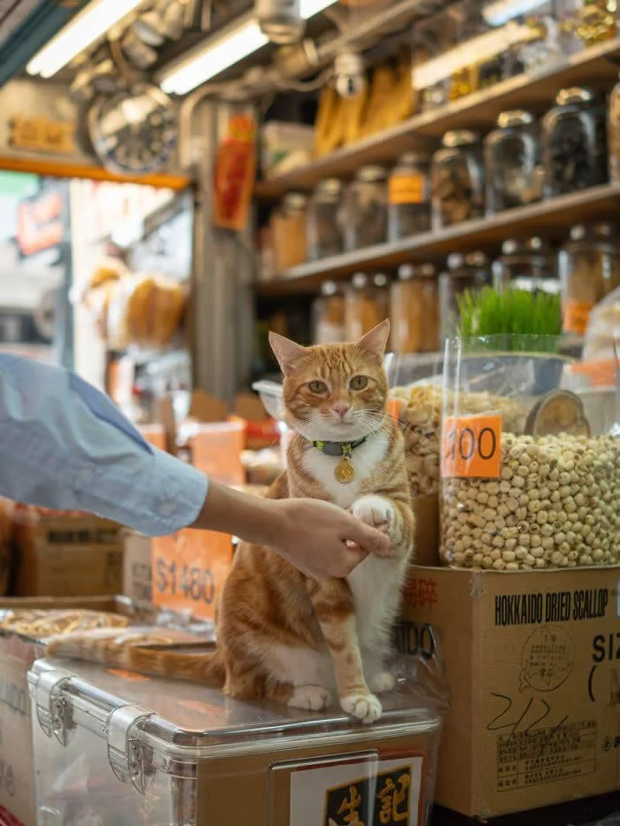 A ginger-and-white street cat wearing a green collar and small bell, sitting on a shop counter while gently placing its paw into a person's outstretched hand.