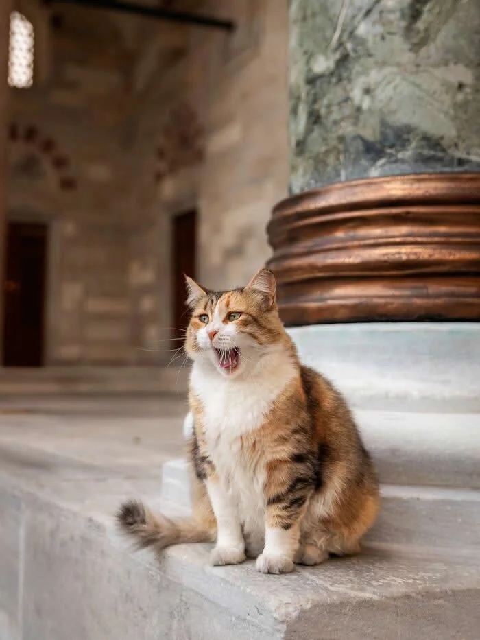A ginger, white, and brown street cat sitting on pale stone steps beside a large decorative column, mouth wide open mid-yawn, with its fluffy tail stretched across the step.