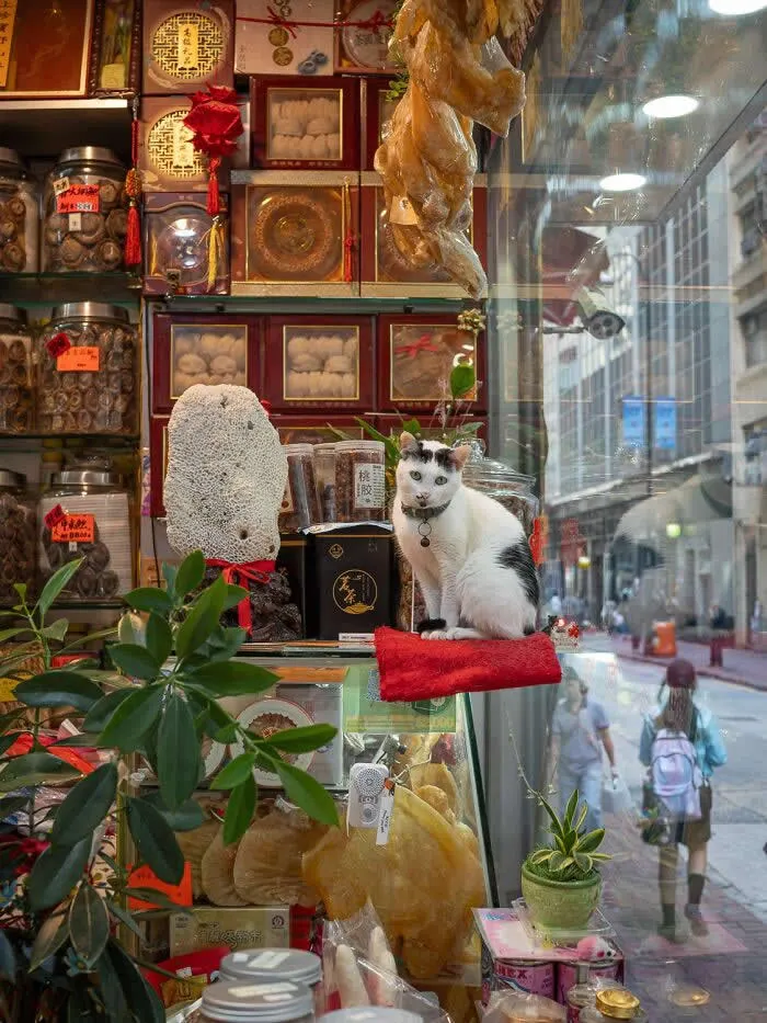 A black-and-white street cat wearing a collar and bell, sitting on a red cushion inside a traditional shop window filled with decorative boxes, jars, dried goods, and plants, with pedestrians visible outside.
