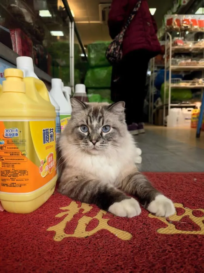 A fluffy cream-and-grey colorpoint street cat with piercing blue eyes lying comfortably on a red patterned mat inside a shop, beside a large yellow cleaning product container.