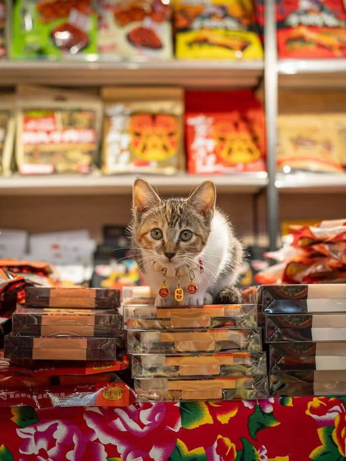 A small brown, grey, and white tabby cat wearing decorative red-and-gold charms around its neck, sitting behind stacks of transparent gift boxes inside a brightly stocked shop.