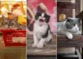 Street Cats By Marcel Heijnen