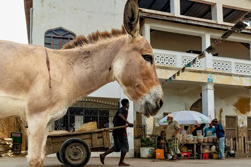 Capturing Humanity: Award-Winning Photographer France Leclerc Explores Life Around the World 76 Lamu Island - Street and Documentary Photography by France Leclerc