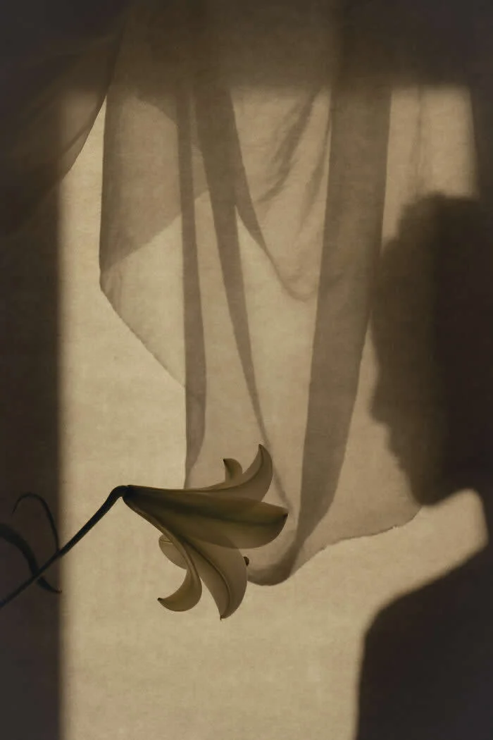 Surreal fine art photograph by Ziqian Liu featuring a sculptural flower against softly draped fabric, illuminated by warm sunlight that casts dramatic, elongated shadows across a beige background.