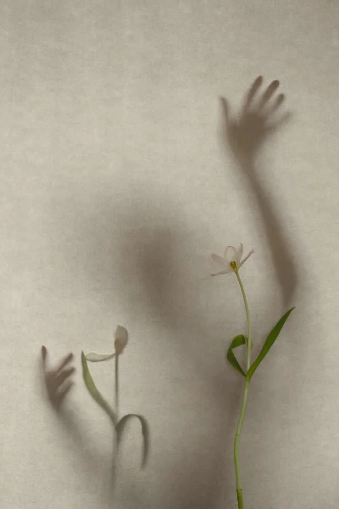 Surreal fine art photograph by Ziqian Liu showing a slender green plant with a small white flower, casting shadows of reaching hands across a textured beige wall in soft natural light.
