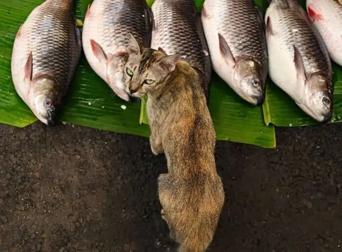 Perfectly Timed Animal Photos: 40 Funny and Unexpected Moments by Pranay Pariyar 43 A brown tabby cat looks back at the camera beside fresh fish arranged on green banana leaves at a market.