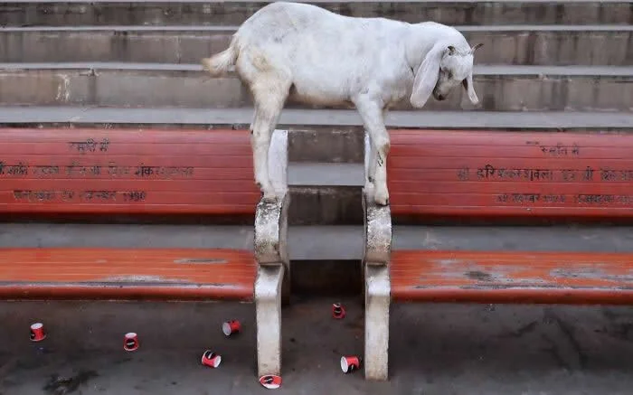 Perfectly Timed Animal Photos: 40 Funny and Unexpected Moments by Pranay Pariyar 44 A white goat balances with its legs on the metal armrests between two red public benches, with several discarded cans scattered on the ground below.