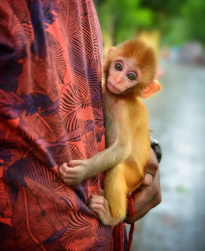 Perfectly Timed Animal Photos: 40 Funny and Unexpected Moments by Pranay Pariyar 45 A baby monkey with wide, curious eyes clings to a person wearing a red patterned shirt, peeking out from their arms in a close-up street photograph.