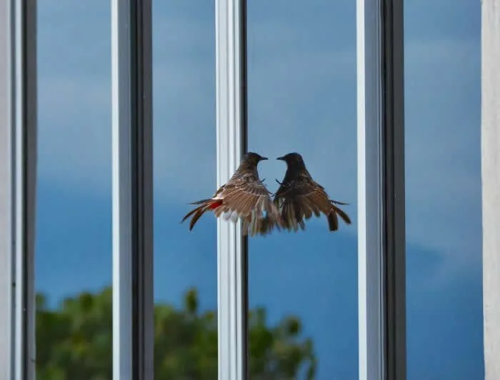 Perfectly Timed Animal Photos: 40 Funny and Unexpected Moments by Pranay Pariyar 46 Two brown birds face each other with wings spread in front of a blue reflective glass window, creating the illusion of a perfectly mirrored midair encounter.