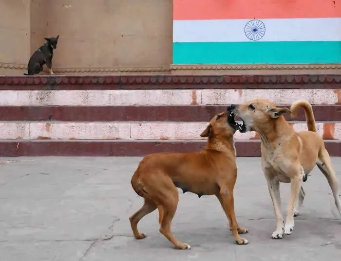 Perfectly Timed Animal Photos: 40 Funny and Unexpected Moments by Pranay Pariyar 47 Two brown street dogs touch noses on stone steps beneath the Indian flag, while a third dog sits alone on the upper ledge watching them.