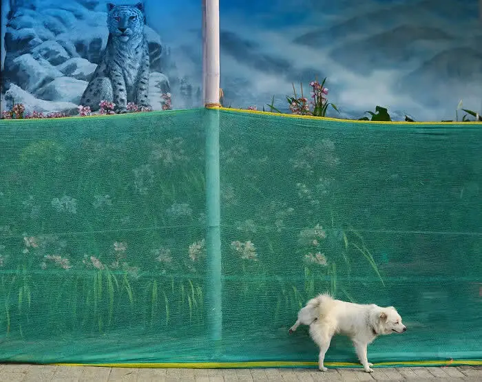 Perfectly Timed Animal Photos: 40 Funny and Unexpected Moments by Pranay Pariyar 48 A small white dog walks beside a green mesh fence beneath a large mural of a snow leopard in a snowy landscape.