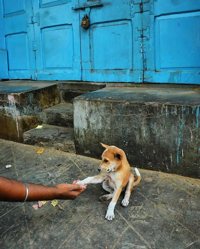 Perfectly Timed Animal Photos: 40 Funny and Unexpected Moments by Pranay Pariyar 49 A brown-and-white street dog places its front paw in a person's outstretched hand on a stone pavement in front of bright blue wooden doors.