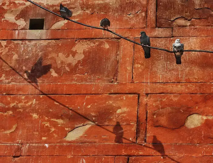 Perfectly Timed Animal Photos: 40 Funny and Unexpected Moments by Pranay Pariyar 50 Four birds perch on a black cable against a weathered red stone wall, with their shadows creating striking patterns across the textured surface.