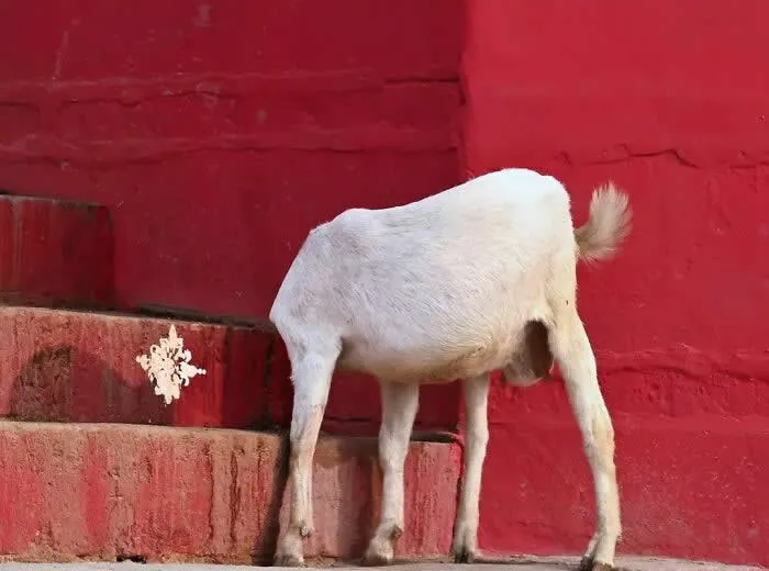 Perfectly Timed Animal Photos: 40 Funny and Unexpected Moments by Pranay Pariyar 51 A white goat bends its head into a gap beside red-painted stone steps, with its hindquarters and legs visible against the bright red wall.
