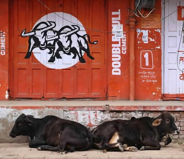 Perfectly Timed Animal Photos: 40 Funny and Unexpected Moments by Pranay Pariyar 54 Two black cows lie resting on the pavement beneath a red storefront decorated with a black-and-white mural of charging bulls and bold white lettering.