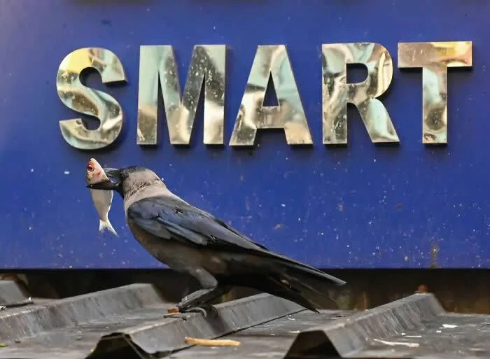 Perfectly Timed Animal Photos: 40 Funny and Unexpected Moments by Pranay Pariyar 55 A black crow holds a small fish in its beak beneath large metallic letters spelling “SMART” on a blue storefront sign.