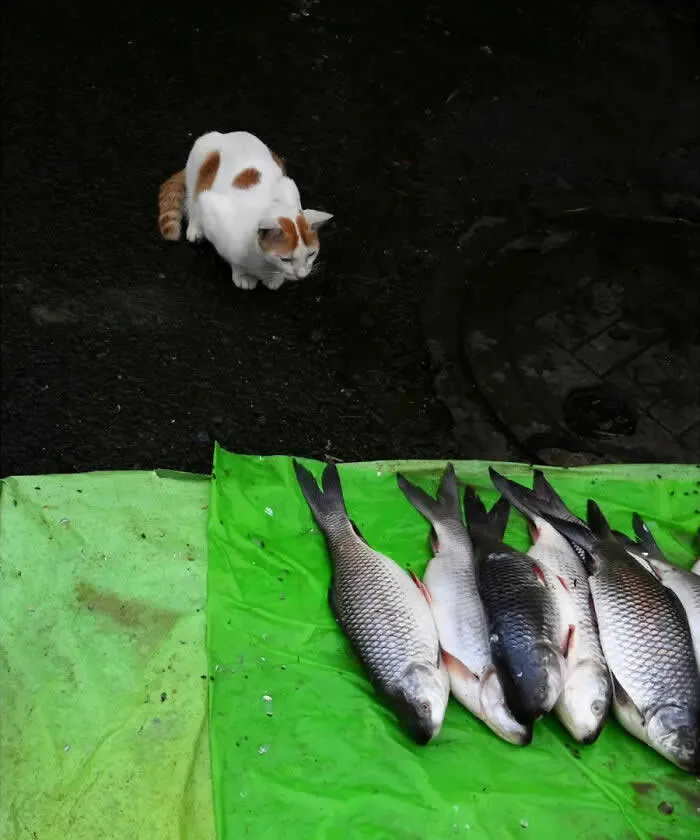 Perfectly Timed Animal Photos: 40 Funny and Unexpected Moments by Pranay Pariyar 56 A white-and-orange cat looks toward several fresh fish arranged on a bright green sheet at a street market, photographed from above against dark pavement.