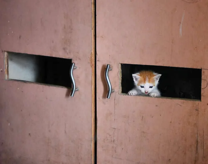 Perfectly Timed Animal Photos: 40 Funny and Unexpected Moments by Pranay Pariyar 57 A small orange-and-white kitten peeks through a rectangular opening in a dusty pink metal door, with another empty opening beside it.