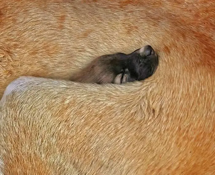 Perfectly Timed Animal Photos: 40 Funny and Unexpected Moments by Pranay Pariyar 58 A tiny dark newborn puppy sleeps nestled against the golden fur of its mother, surrounded by her thick coat in a close-up photograph.