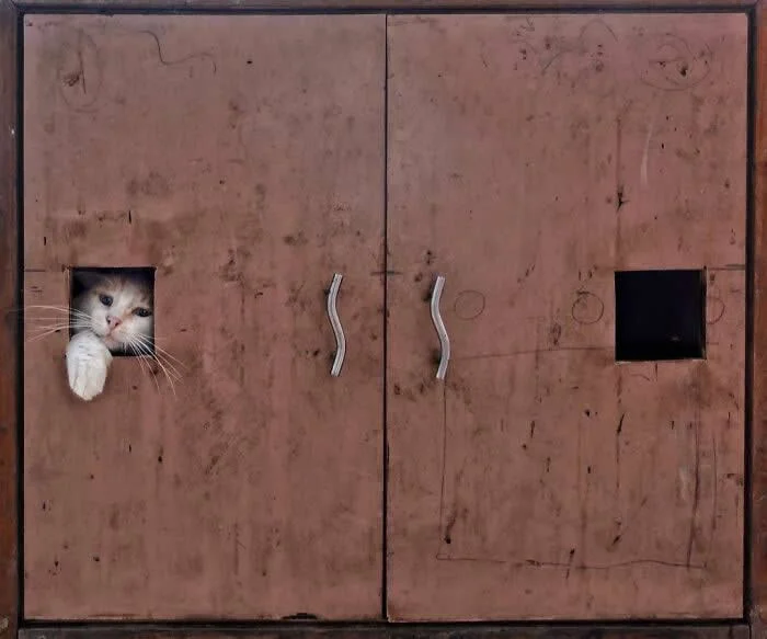 Perfectly Timed Animal Photos: 40 Funny and Unexpected Moments by Pranay Pariyar 59 A white-and-gray cat sticks its head and one paw through a square opening in a weathered pink metal door, with an identical empty opening on the opposite side.