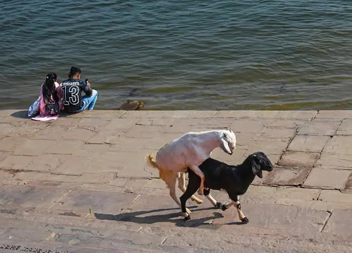 Perfectly Timed Animal Photos: 40 Funny and Unexpected Moments by Pranay Pariyar 60 A white goat leans over the back of a black goat walking along a stone riverside walkway, while a couple sits beside the water in the background.