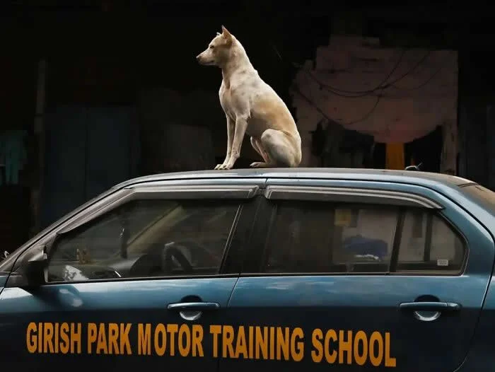 Perfectly Timed Animal Photos: 40 Funny and Unexpected Moments by Pranay Pariyar 61 A white street dog sits on the roof of a blue car labeled “Girish Park Motor Training School,” against a dark urban background.
