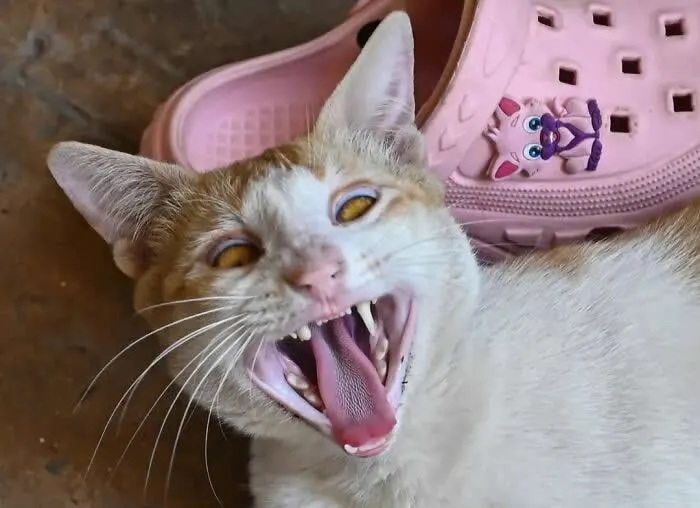 Perfectly Timed Animal Photos: 40 Funny and Unexpected Moments by Pranay Pariyar 62 A white-and-orange cat opens its mouth wide, showing its teeth and tongue, beside a pair of pink sandals decorated with a cartoon character.