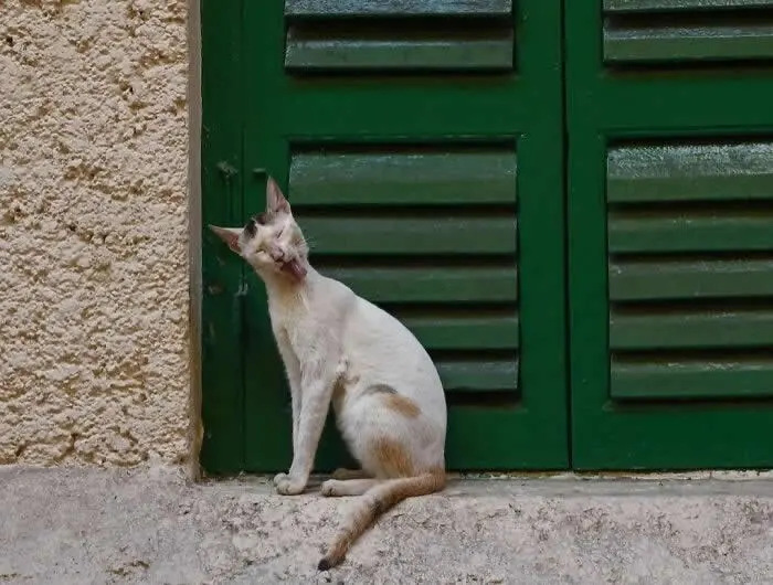 Perfectly Timed Animal Photos: 40 Funny and Unexpected Moments by Pranay Pariyar 63 A white-and-orange cat tilts its head sideways while sitting on a stone ledge in front of a dark green wooden shutter and textured beige wall.