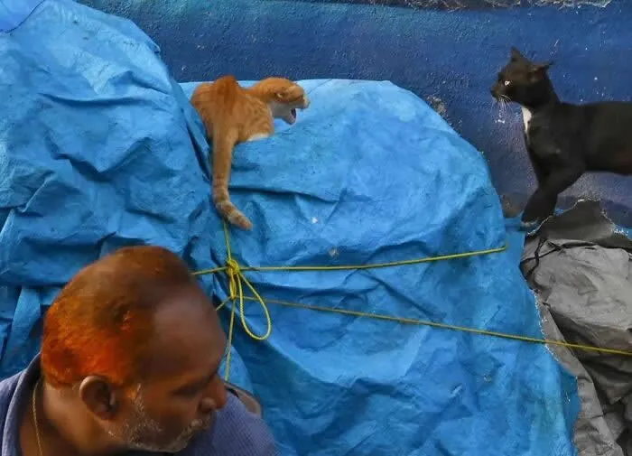 Perfectly Timed Animal Photos: 40 Funny and Unexpected Moments by Pranay Pariyar 64 An orange cat hisses from a blue tarpaulin while a black cat stands nearby and a man occupies the lower-left foreground.