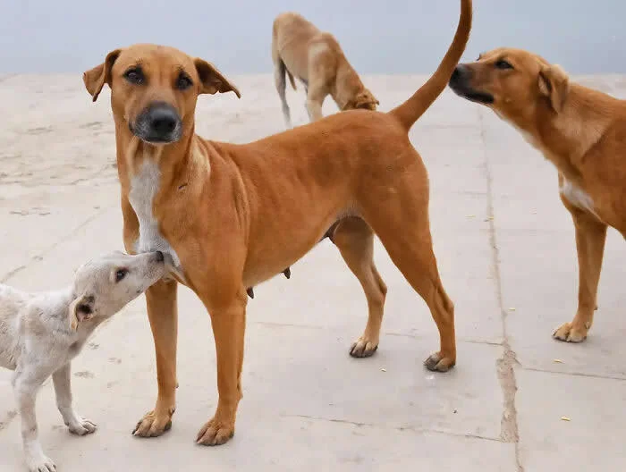 Perfectly Timed Animal Photos: 40 Funny and Unexpected Moments by Pranay Pariyar 65 A brown female street dog stands on pale pavement as a white puppy nuzzles her chest and another brown dog sniffs her raised tail, with a fourth dog in the background.