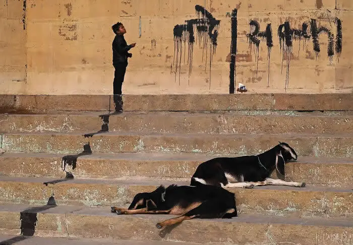 Perfectly Timed Animal Photos: 40 Funny and Unexpected Moments by Pranay Pariyar 66 Two street dogs rest on separate stone steps beneath a graffiti-covered wall, while a man dressed in black stands above them holding a phone.