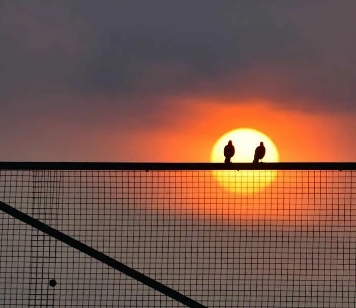 Perfectly Timed Animal Photos: 40 Funny and Unexpected Moments by Pranay Pariyar 67 Two birds sit side by side on a metal wire fence against a large glowing orange sun setting in a dusky sky.