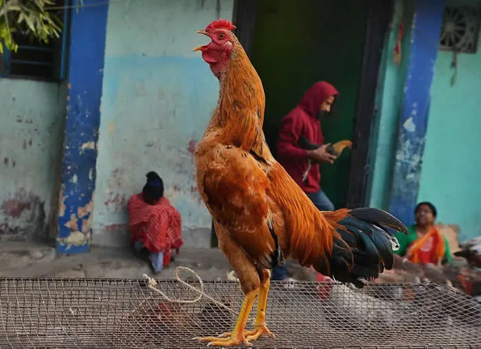 Perfectly Timed Animal Photos: 40 Funny and Unexpected Moments by Pranay Pariyar 68 An orange rooster with a red comb stands on a wire mesh platform, crowing with its beak open as people sit and move around a colorful building in the background.