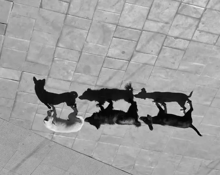 Perfectly Timed Animal Photos: 40 Funny and Unexpected Moments by Pranay Pariyar 69 Three street dogs walk together across a light-colored tiled pavement, casting dark shadows that create striking patterns in this black-and-white overhead photograph.
