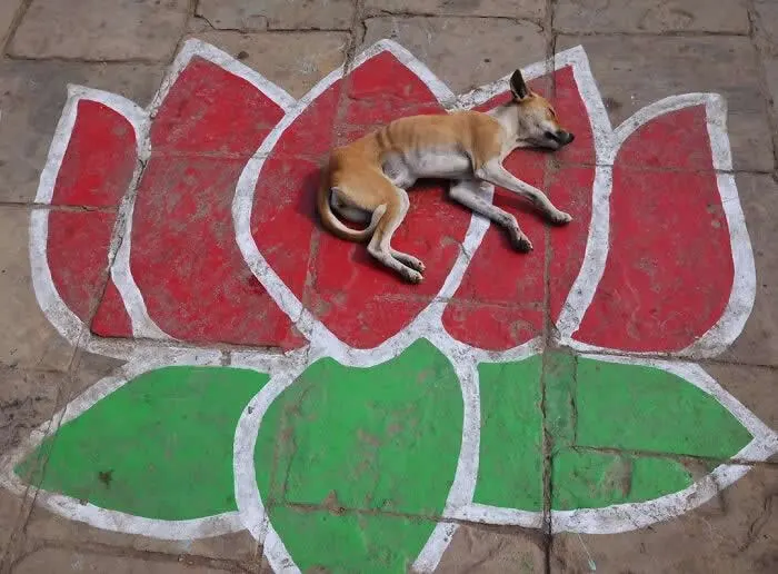 Perfectly Timed Animal Photos: 40 Funny and Unexpected Moments by Pranay Pariyar 70 A tan street dog sleeps stretched out on a large red-and-green lotus design painted on a stone pavement, photographed from directly above.