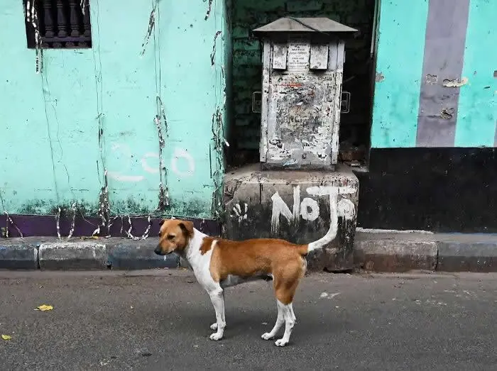 Perfectly Timed Animal Photos: 40 Funny and Unexpected Moments by Pranay Pariyar 71 A brown-and-white street dog stands on a road in front of a weathered turquoise wall, with its raised tail appearing to connect with white lettering on the wall behind it.