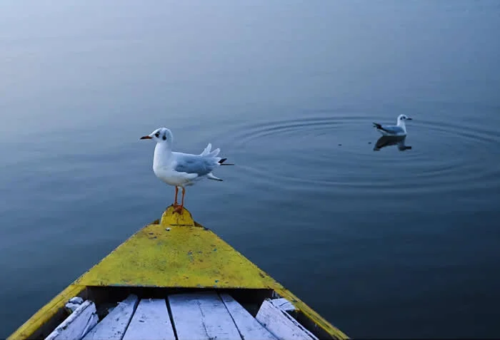 Perfectly Timed Animal Photos: 40 Funny and Unexpected Moments by Pranay Pariyar 72 A white seagull stands on the yellow pointed bow of a wooden boat, while another seagull floats in the calm blue water behind it, creating circular ripples.