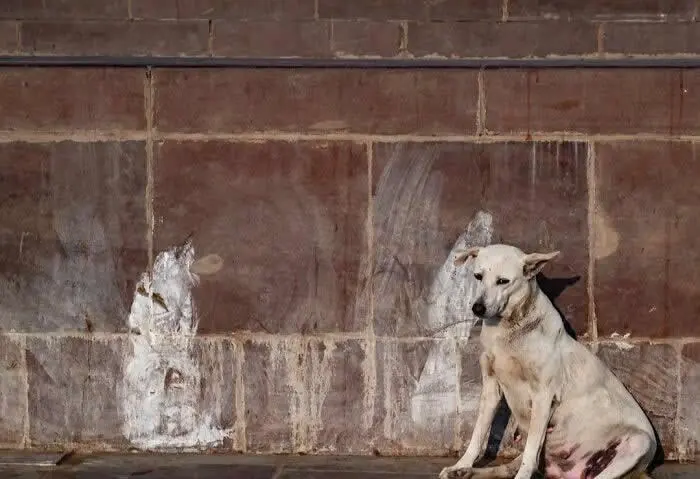 Perfectly Timed Animal Photos: 40 Funny and Unexpected Moments by Pranay Pariyar 74 A white street dog sits against a brown stone wall decorated with faded drawings of dogs, creating the illusion of animal companions beside it.