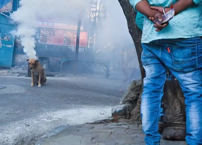 Perfectly Timed Animal Photos: 40 Funny and Unexpected Moments by Pranay Pariyar 75 A brown street dog stands in a smoke-filled street as a man in a turquoise shirt and blue jeans checks his phone beside a tree.