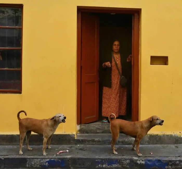 Perfectly Timed Animal Photos: 40 Funny and Unexpected Moments by Pranay Pariyar 76 Two brown street dogs stand on the pavement outside a yellow house, while a woman watches from the open doorway behind them.