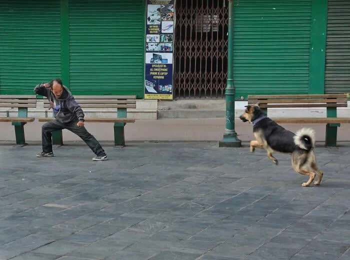 Perfectly Timed Animal Photos: 40 Funny and Unexpected Moments by Pranay Pariyar 77 A black-and-tan street dog jumps toward a man who crouches in a playful defensive pose on a paved walkway in front of closed green shop shutters.