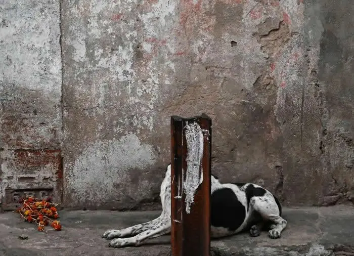 Perfectly Timed Animal Photos: 40 Funny and Unexpected Moments by Pranay Pariyar 78 A black-and-white street dog lies on a concrete pavement behind a rusted metal post that completely blocks its face, against a weathered gray wall.