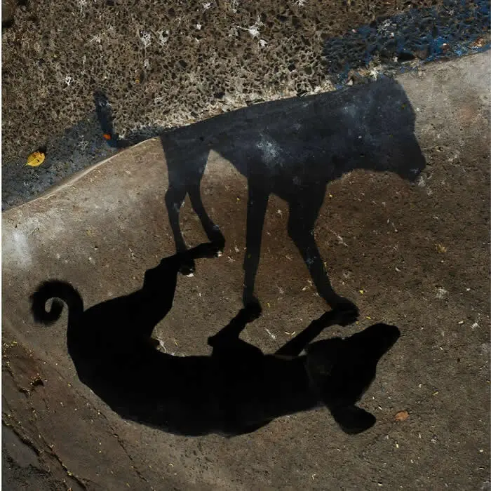 Perfectly Timed Animal Photos: 40 Funny and Unexpected Moments by Pranay Pariyar 79 A black street dog stands on sunlit pavement, casting a large, sharply defined shadow that appears to form a second dog facing it.