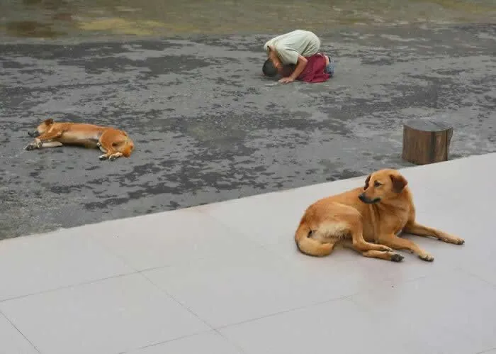 Perfectly Timed Animal Photos: 40 Funny and Unexpected Moments by Pranay Pariyar 80 Two brown street dogs rest on a paved riverside walkway while a person kneels near the water in the background.